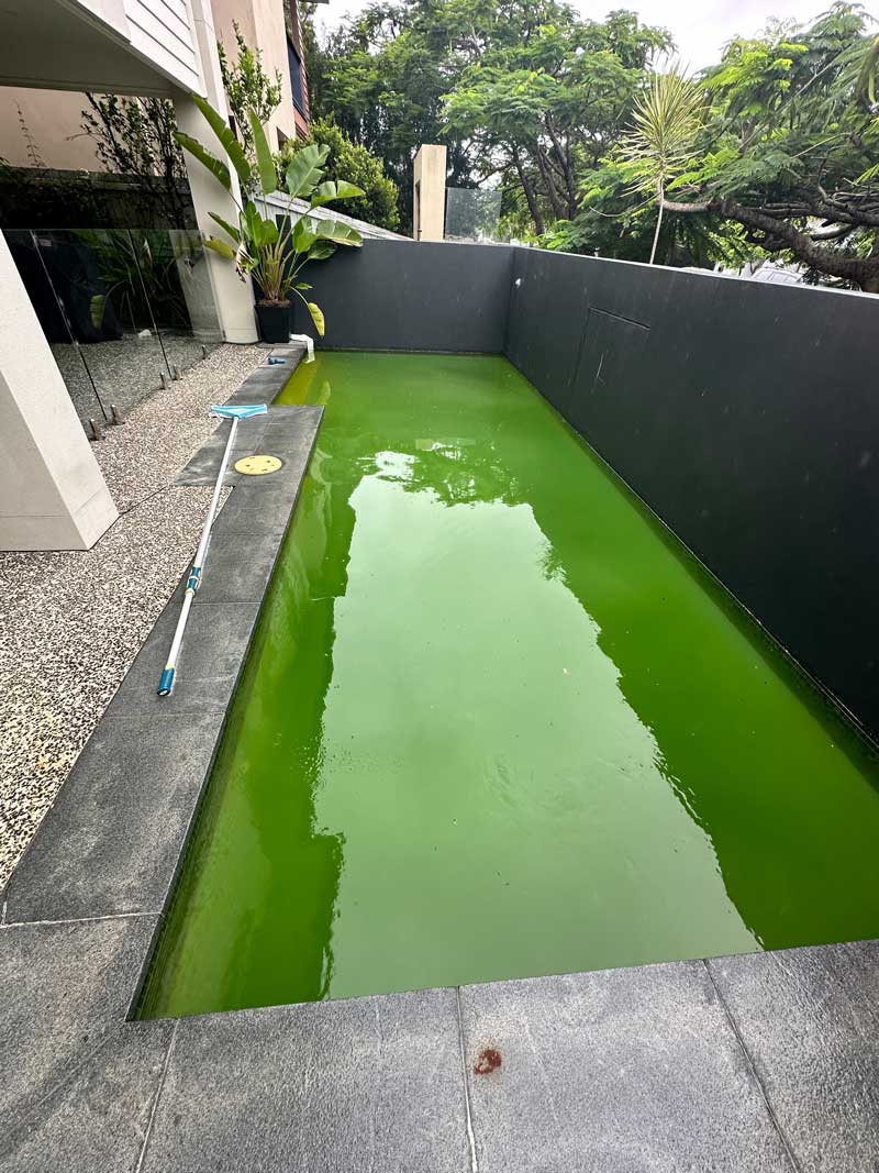 Green Pool Cleanup 1 - Before